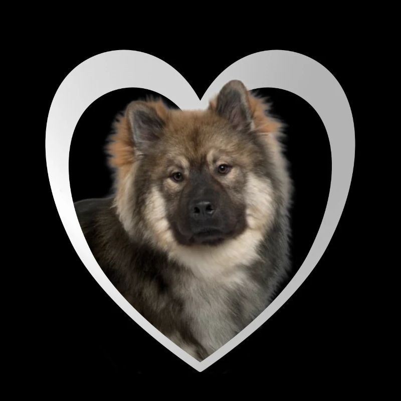 Eurasier Herz - J’aime Eurasier