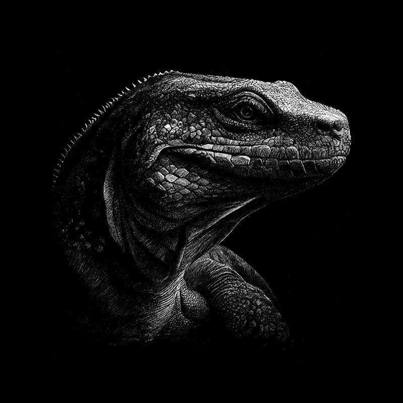 Komodo Dragon Varan Echse