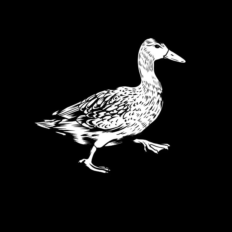 Black and White Drawing - Duck