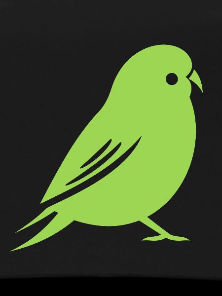 Cute little parakeet