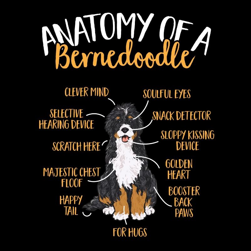 Bernedoodle Hund