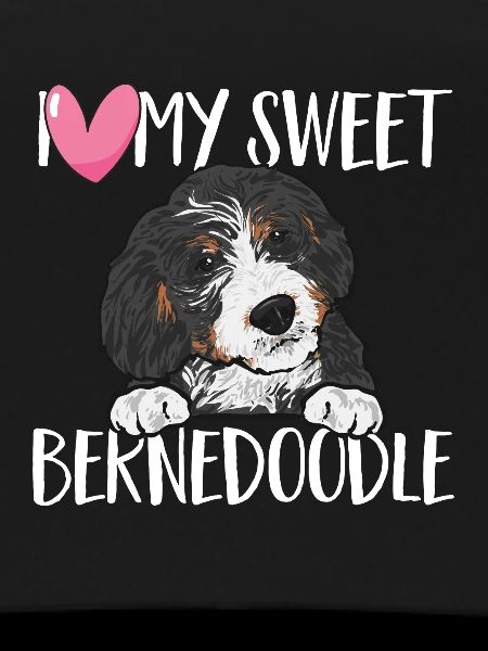 Chien Bernedoodle