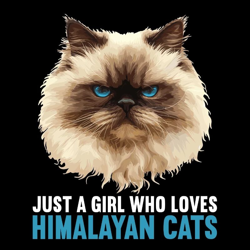 Himalayan Cat Colourpoint Katze