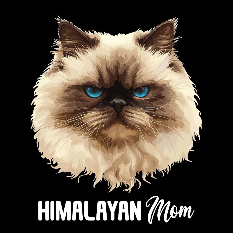 Himalayan Cat Colourpoint Katze