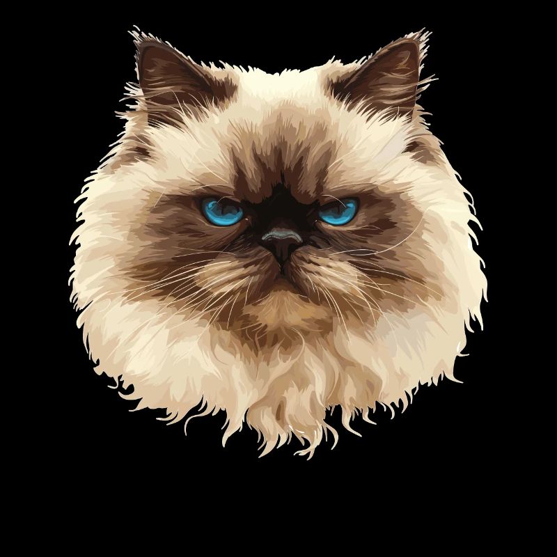 Himalayan Cat Colourpoint Katze