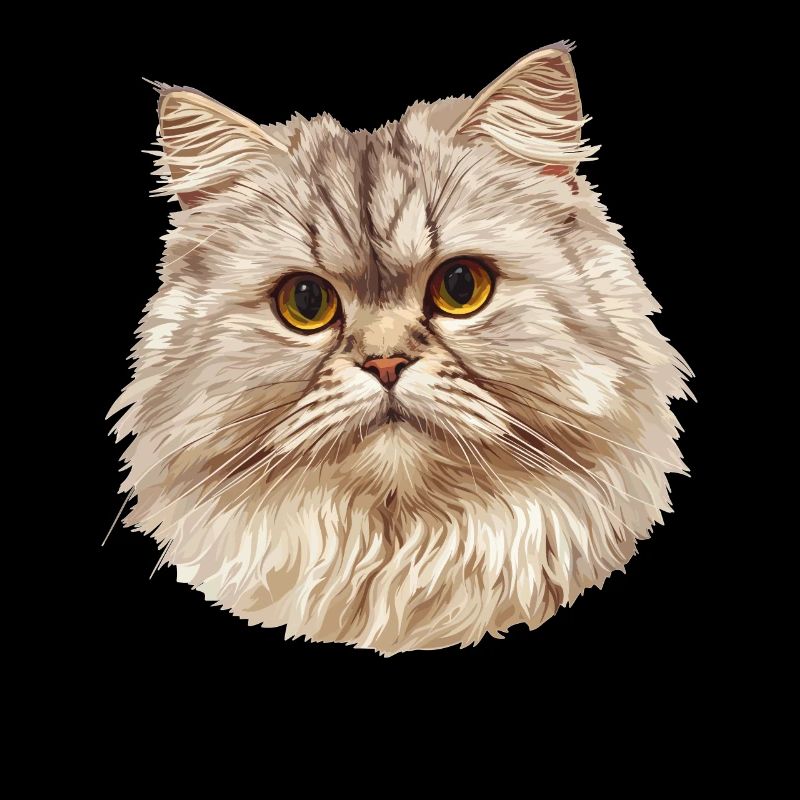 Ragamuffin Kätzchen Ragamuffin Katze