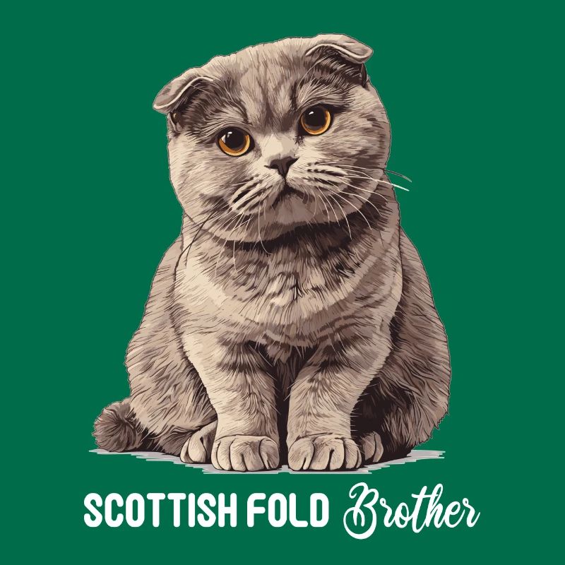 Scottish Fold Kitten Scottish Fold chat
