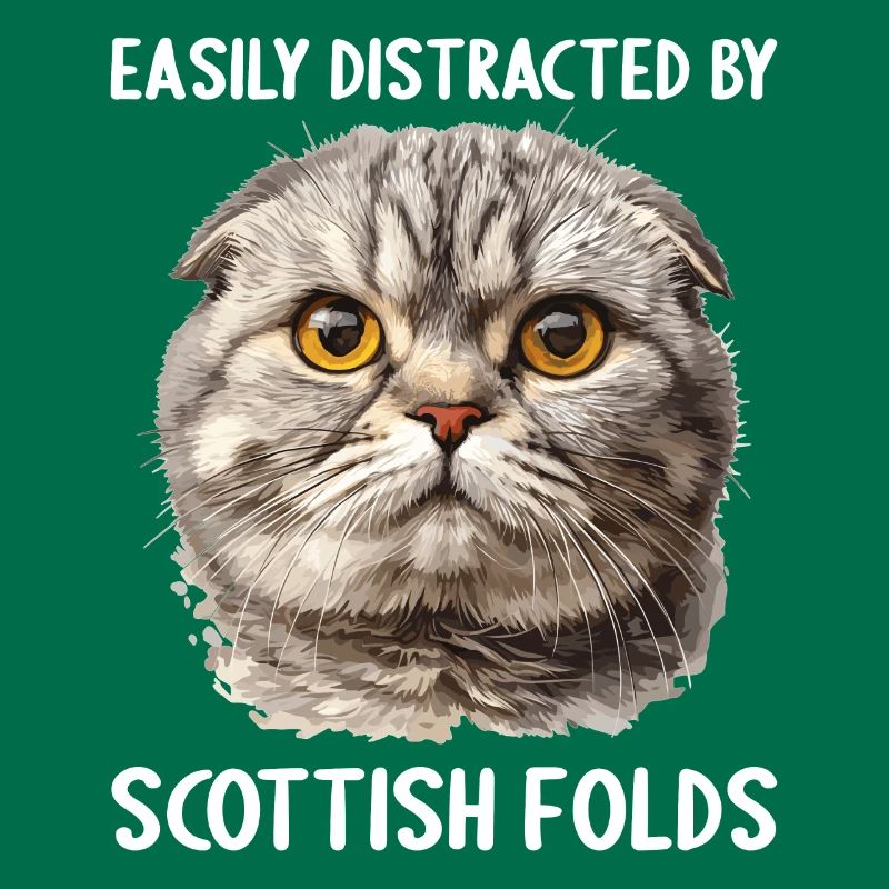 Scottish Fold Kätzchen Scottish Fold Katze