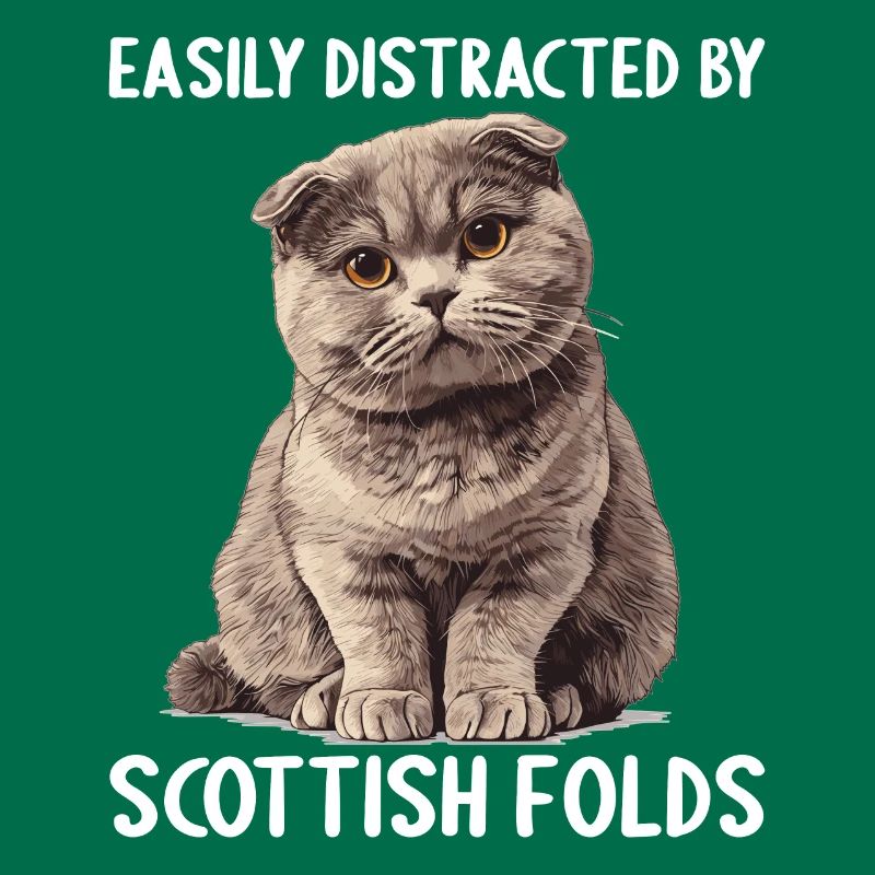Scottish Fold Kitten Scottish Fold Cat