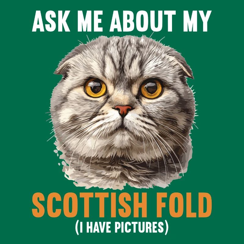 Scottish Fold Kitten Scottish Fold Cat