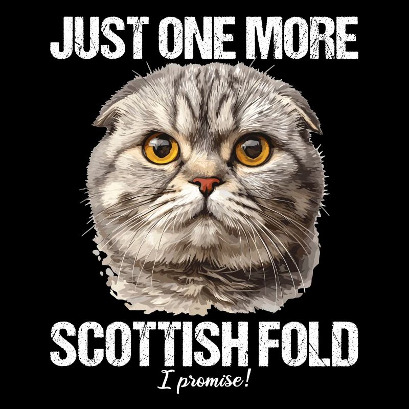 Scottish Fold Kitten Scottish Fold Cat