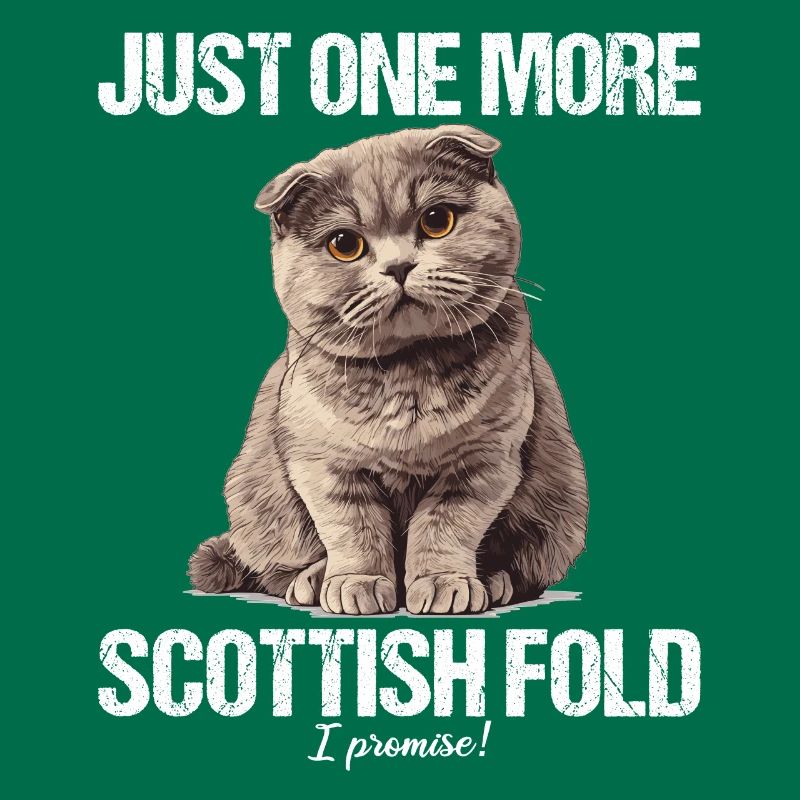 Scottish Fold Kitten Scottish Fold Cat