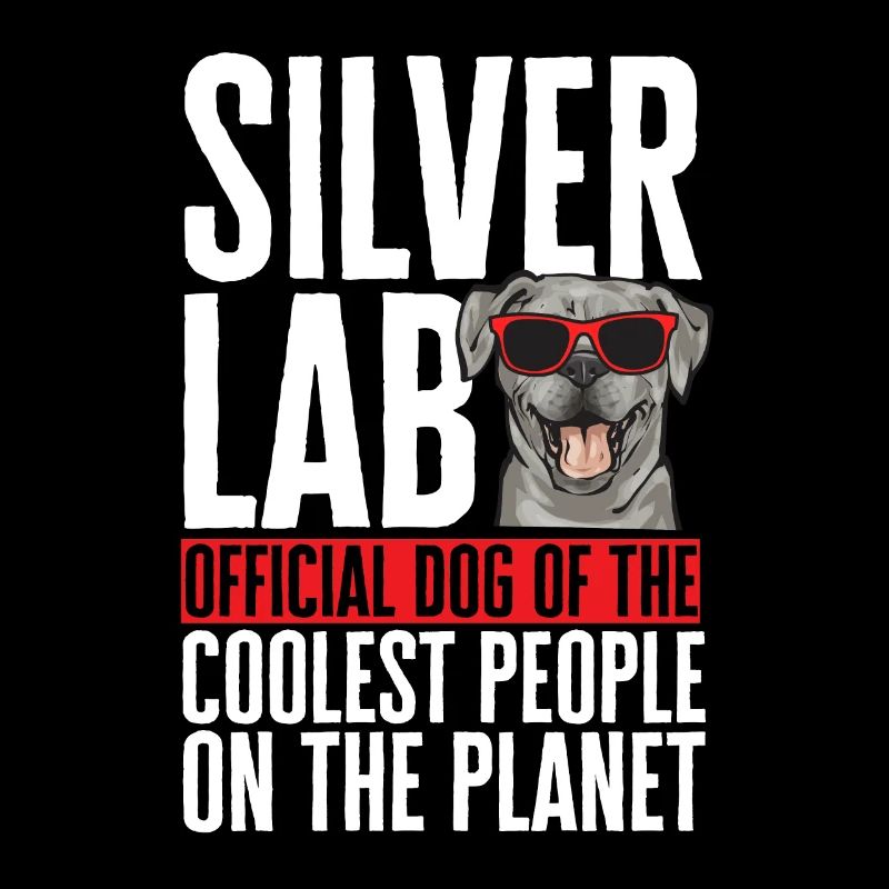 Silver Labrador Retriever Silver Lab