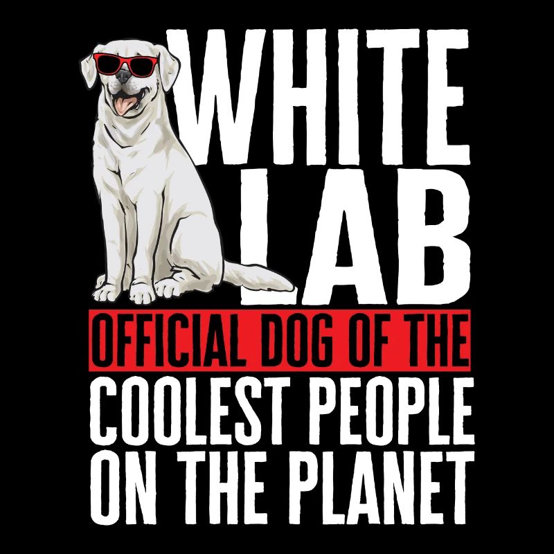 Labrador Retriever blanc Labrador Labrador blanc