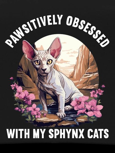 Sphynx Kitten Sphynx Cat