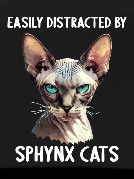 Sphynx Kitten Sphynx Cat
