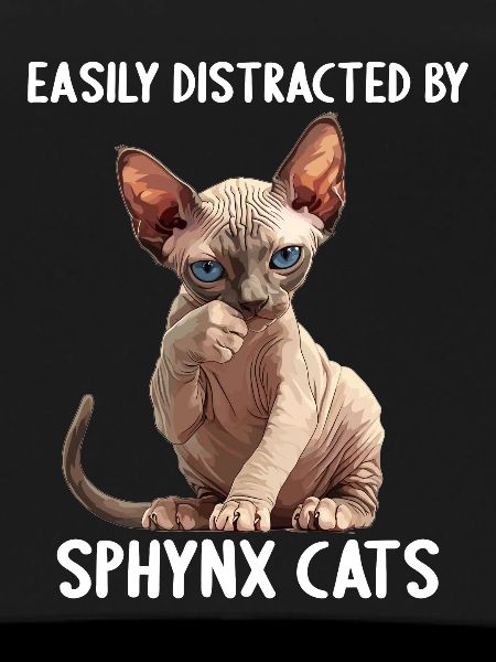 Sphynx Kitten Sphynx Cat