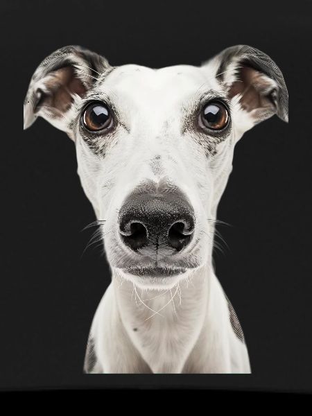 Whippet