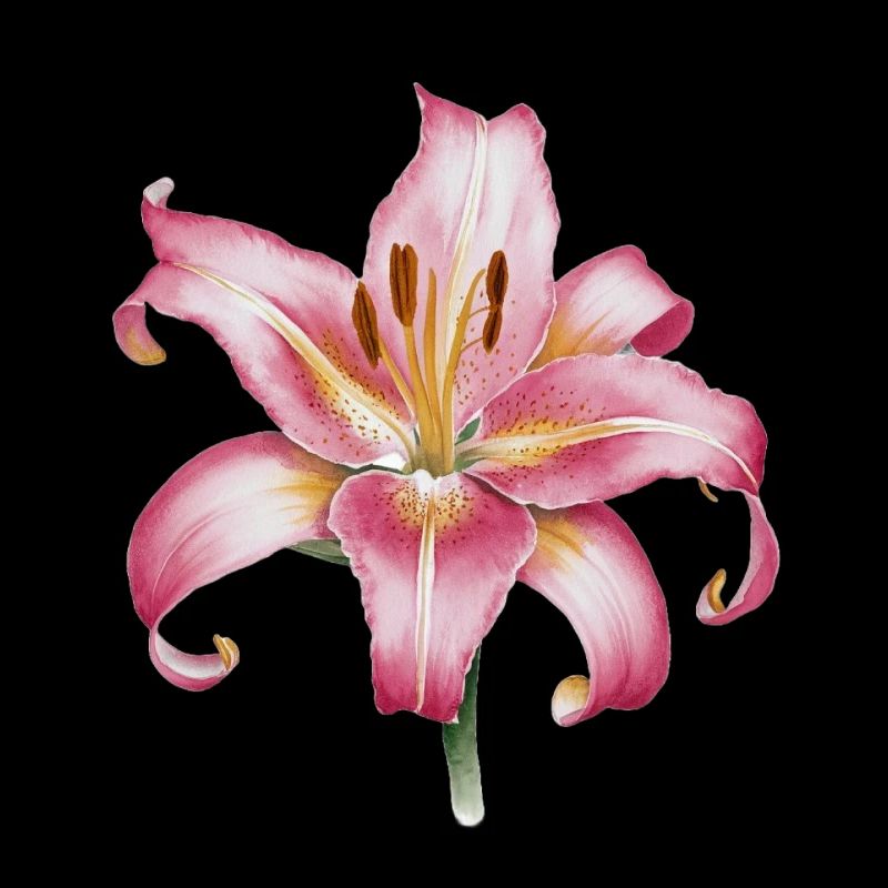 Stargazer Lily Oriental
