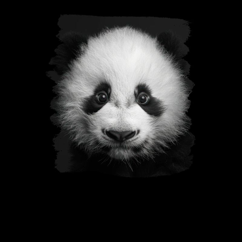 Panda géant Pandas Große Pandas Großer Panda