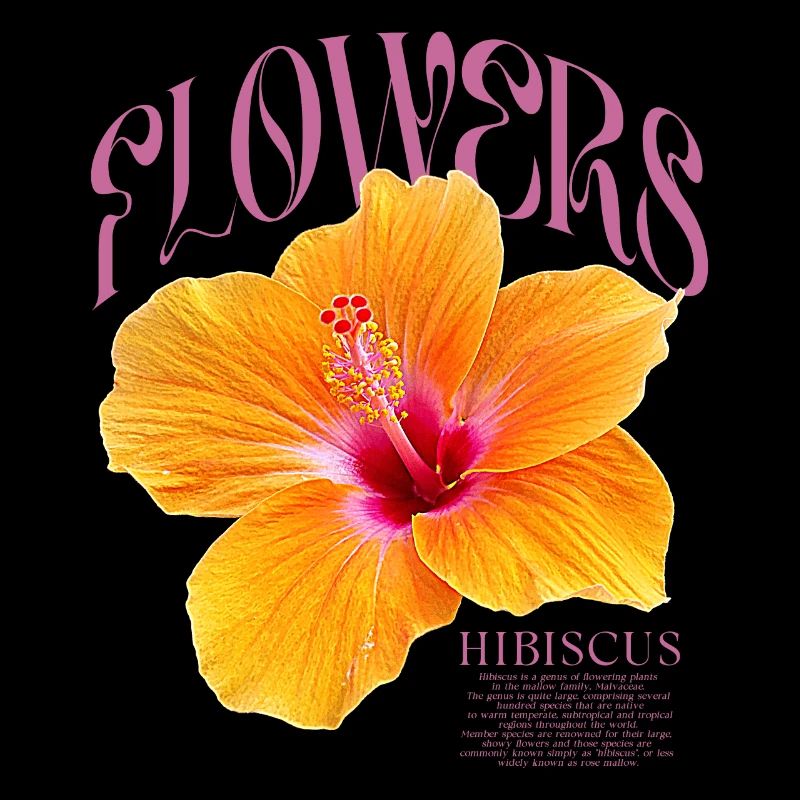 Hibiscus Fleur d’hibiscus Fleurs