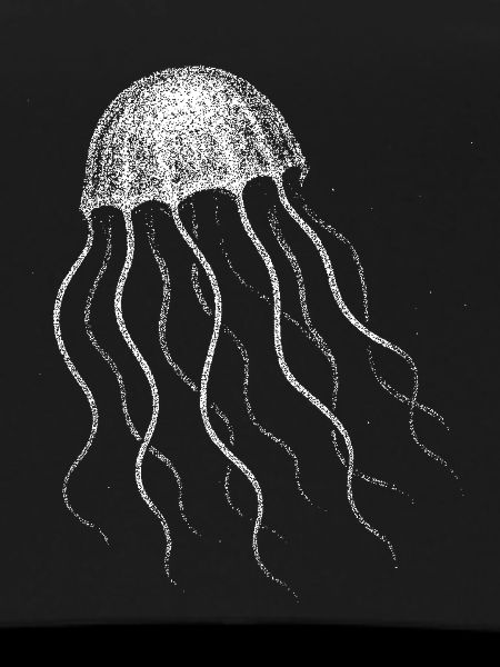 Jellyfish