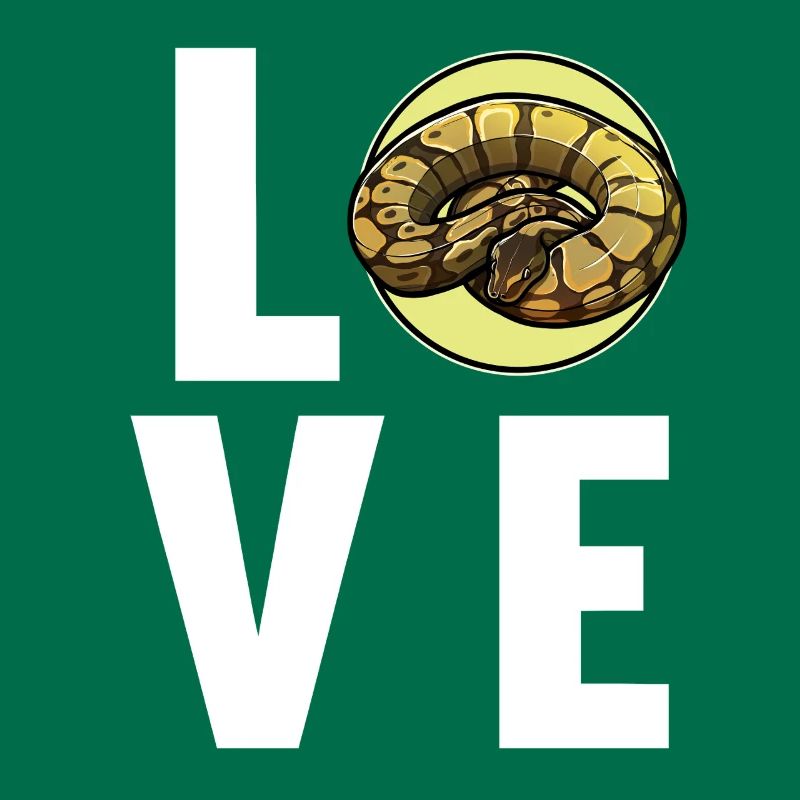 Ball Python Königspythons Königspython