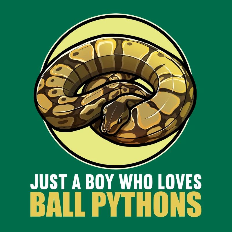 Ball Python Königspythons Königspython