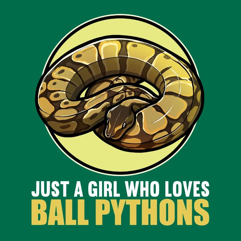 Ball Python Königspythons Königspython