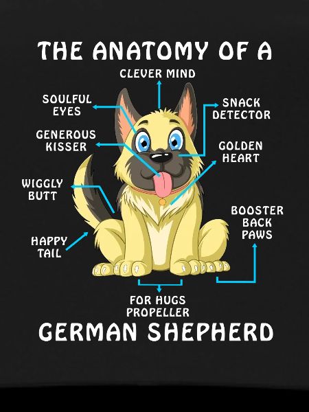 Anatomy of A German Shepherd