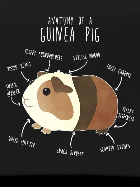 Anatomie des cochons d’Inde