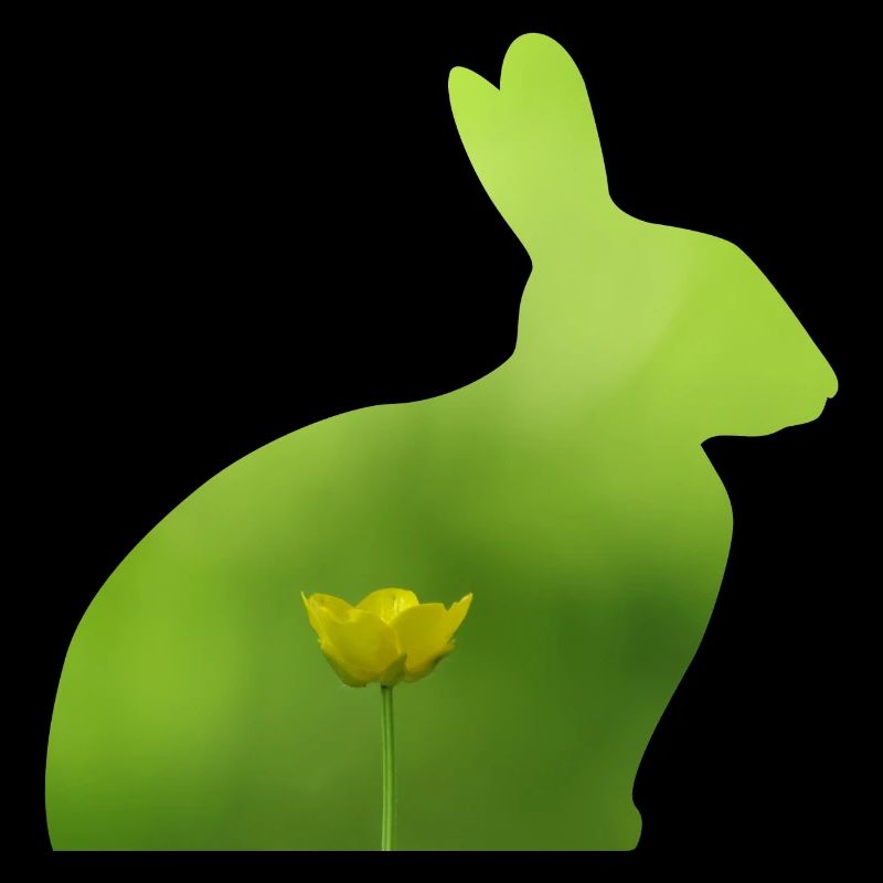 Hase