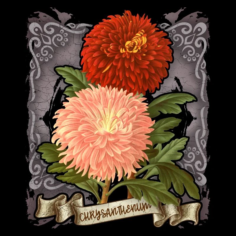 Illustration botanique de fleur de chrysanthème vintage