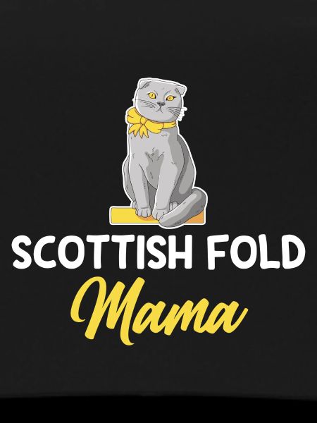 Scottish Fold Cat
