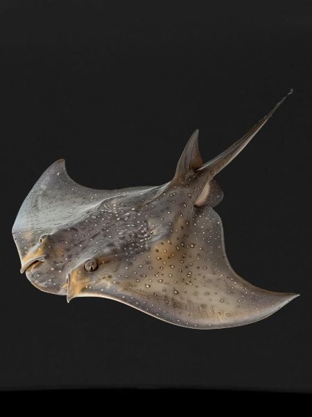 Stachelrochen