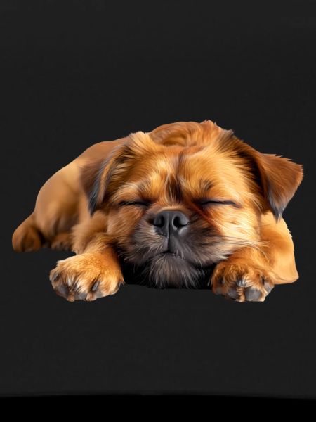 Brussels Griffon