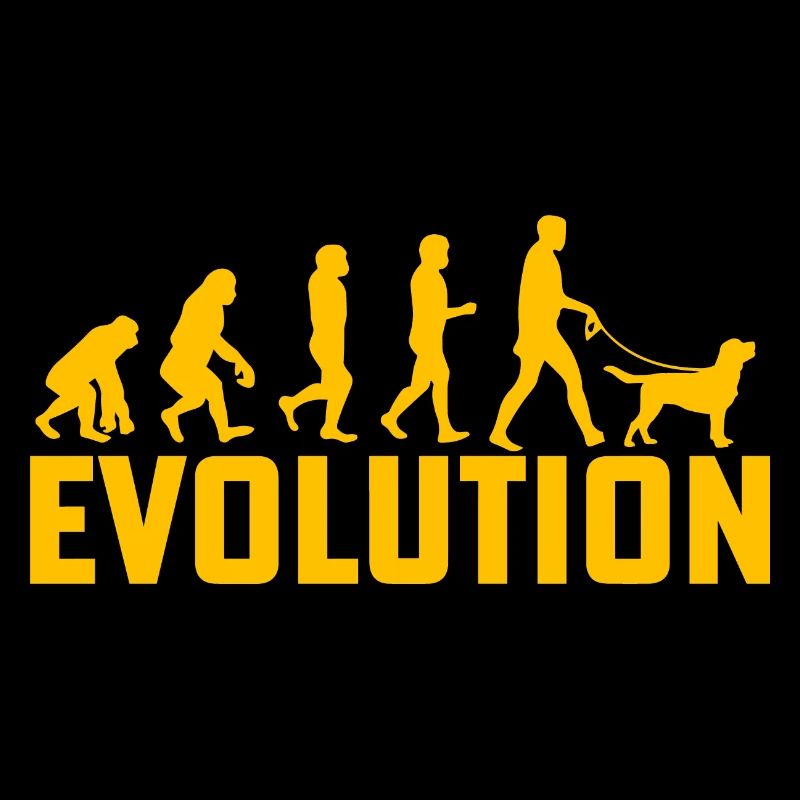 Évolution du Labrador