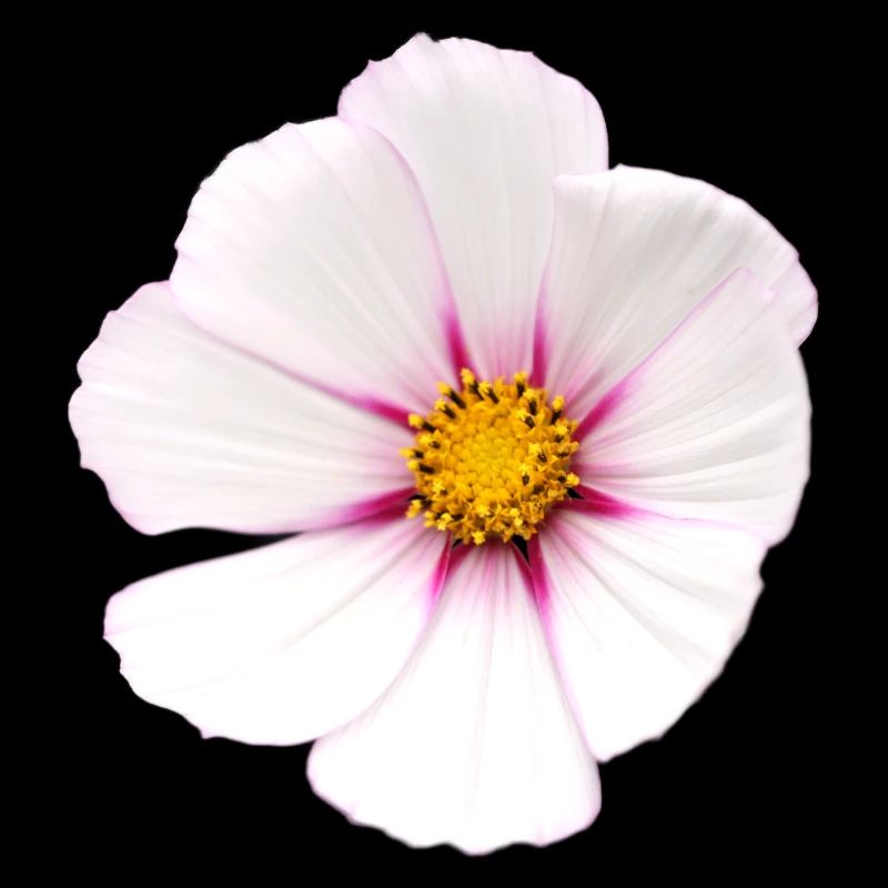 Fleur blanche Cosmea