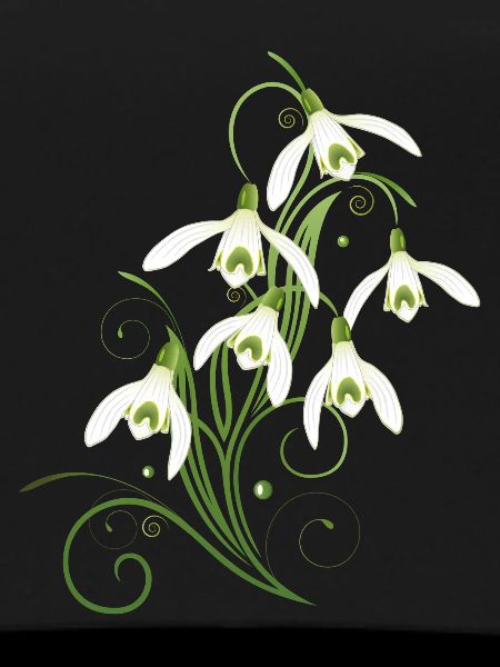 Snowdrops Flowers. Spring is coming.