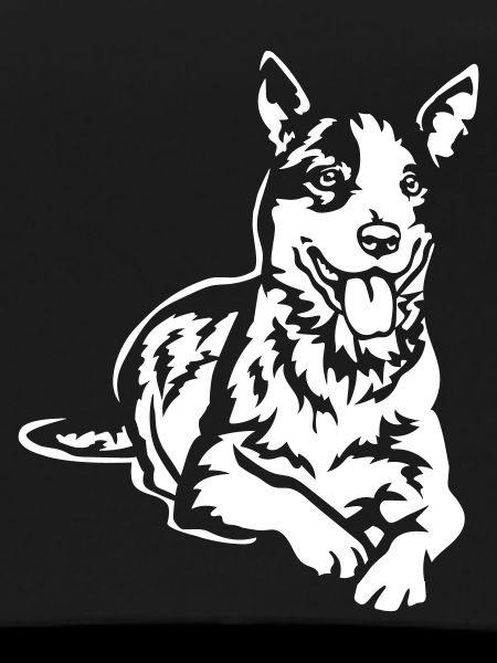 Bouvier australien « Black Edition »