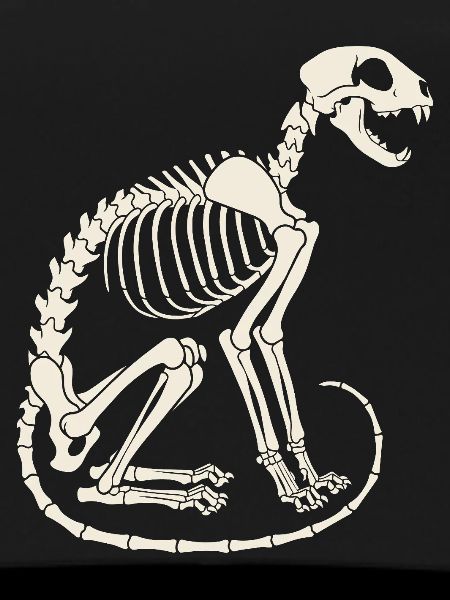 Skelett Katze