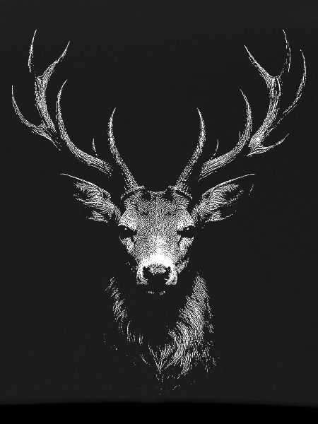 roe deer