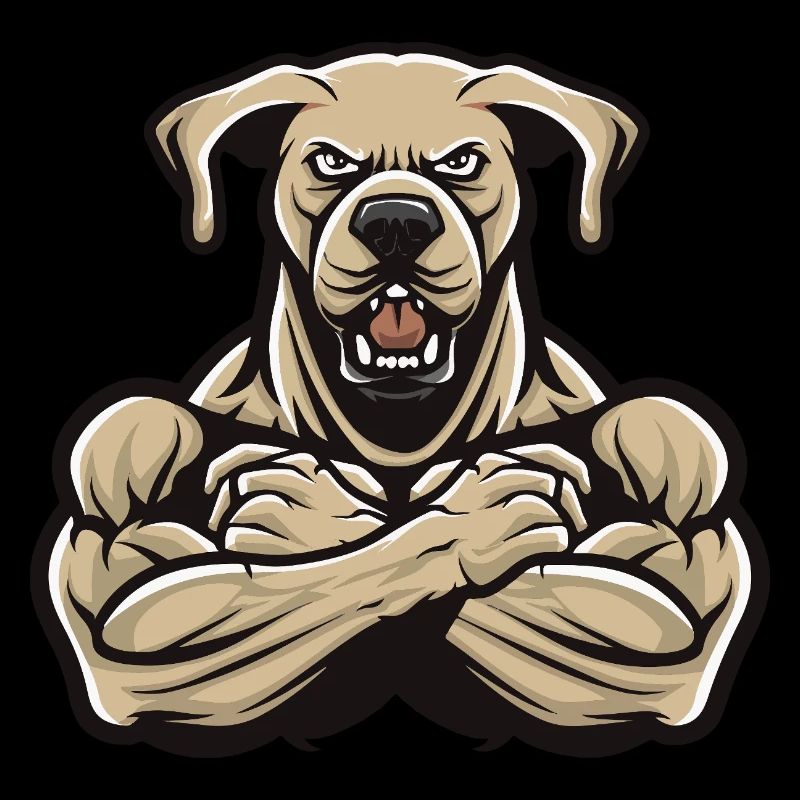 Labrador Chien Muscles Musculation