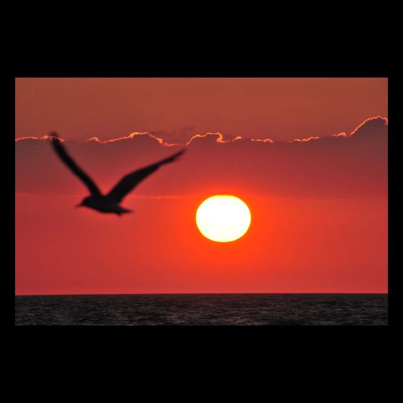 Abendrot mit Möwe