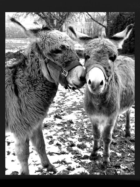 Two donkeys