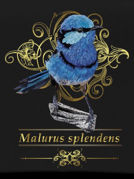 The splendid maluro