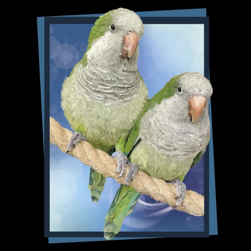 Perruche d’Argentine