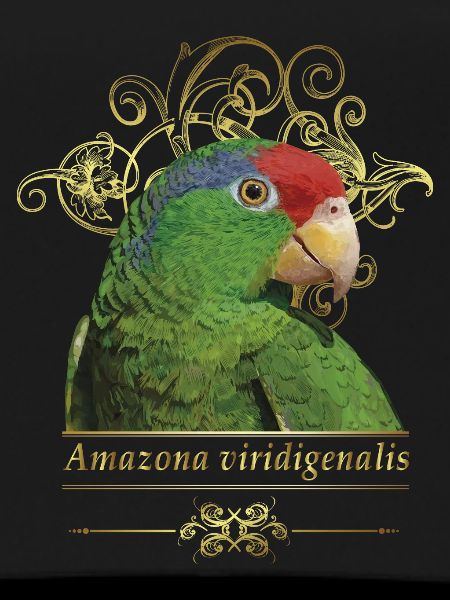 The Tamaulipas parrot