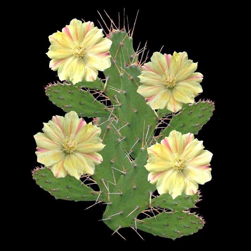 Cactus - Fleurs de cactus - Flore - Afrique