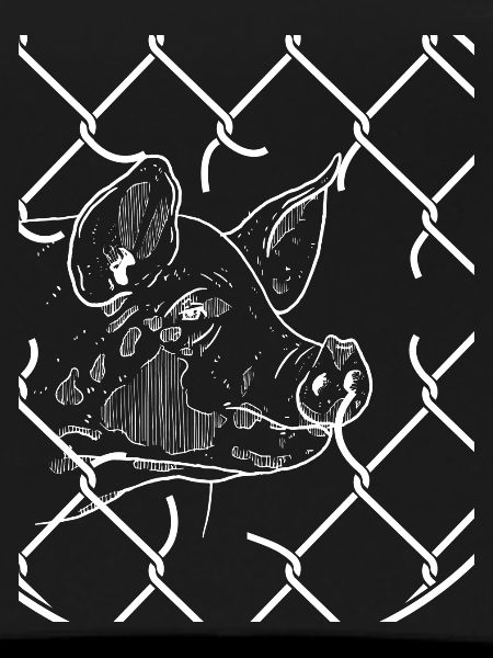 Animal Liberation, Grid, Pig